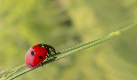 Insects McMackin Mechanical Pest Bugs HVAC System Blog