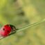 Insects McMackin Mechanical Pest Bugs HVAC System Blog