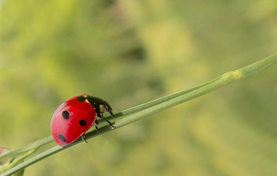 Insects McMackin Mechanical Pest Bugs HVAC System Blog